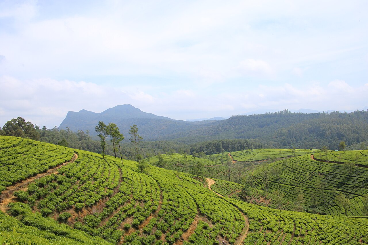 Tea plantation in the hills near Nuwara Eliya